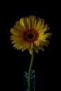 Yellow gerbera daisy bloom with black background Royalty Free Stock Photo