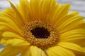 A yellow gerbera daisy