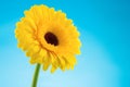 Yellow gerbera daisy flower on blue Royalty Free Stock Photo