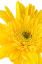 Yellow gerbera daisy flower Royalty Free Stock Photo