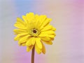 Yellow Gerbera daisy flower with pastel colorful background ,sweet color,flora petals of Transvaal daisy flower Royalty Free Stock Photo