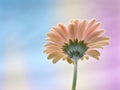 Yellow Gerbera daisy flower with pastel colorful background ,sweet color,flora petals of Transvaal daisy flower Royalty Free Stock Photo