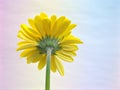 Yellow Gerbera daisy flower with pastel colorful background ,sweet color,flora petals of Transvaal daisy flower Royalty Free Stock Photo