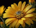 Yellow gerbera daisy flower with water drops on petals Royalty Free Stock Photo