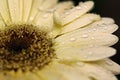 Gerbera Daisy with Raindrops