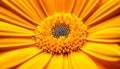 Yellow gerbera daisy, a single flower in macro close up generated by AI Royalty Free Stock Photo