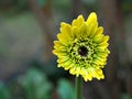 Yellow gerbera daisy transvaal flower in garden with macro image and blurred backgrund Royalty Free Stock Photo