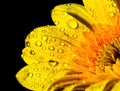 Yellow gerbera with dew drop Royalty Free Stock Photo