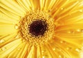 Yellow gerbera and dew Royalty Free Stock Photo