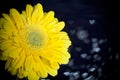 Yellow Gerbera Flower Royalty Free Stock Photo