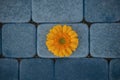 Yellow gerbera flower on a background of blue sidewalk tiles. Blue and orange color harmony. Royalty Free Stock Photo