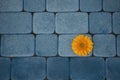 Yellow gerbera flower on a background of blue sidewalk tiles. Blue and orange color harmony. Royalty Free Stock Photo