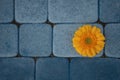 Yellow gerbera flower on a background of blue sidewalk tiles. Blue and orange color harmony. Royalty Free Stock Photo