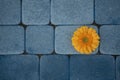 Yellow gerbera flower on a background of blue sidewalk tiles. Blue and orange color harmony. Royalty Free Stock Photo