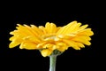 Yellow gerbera flower