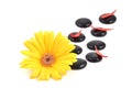 Yellow gerbera flower and black zen stone Royalty Free Stock Photo