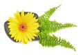 Yellow gerbera flower and black zen stone Royalty Free Stock Photo