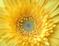 Yellow Gerbera flower centre closeup - stock photo.jpg