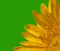 Yellow Gerbera flower close up Royalty Free Stock Photo