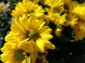 Yellow gerbera flower Royalty Free Stock Photo