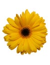 Yellow gerbera flower isolated Royalty Free Stock Photo