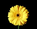 yellow gerbera flower, isolated on black, close-up view Royalty Free Stock Photo