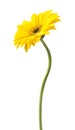 Yellow Gerbera flower isolated on white background Royalty Free Stock Photo