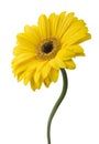 Yellow Gerbera flower isolated on white background Royalty Free Stock Photo