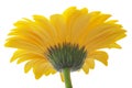 Yellow Gerbera flower isolated on white background Royalty Free Stock Photo