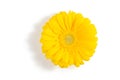 Yellow gerbera flower isolated on white background with copy space Royalty Free Stock Photo