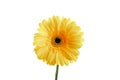 yellow gerbera flower, isolated on white, close-up view Royalty Free Stock Photo