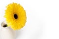 Yellow gerbera flower in light ceramic vase in corner isolated on white background Royalty Free Stock Photo