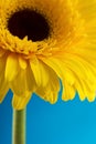 Yellow gerbera flower over blue background Royalty Free Stock Photo