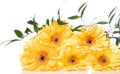 Yellow gerbera flower over the white background Royalty Free Stock Photo