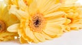 Yellow gerbera flower over the white background Royalty Free Stock Photo
