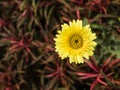 Yellow Gerbera Flower in Red Leaf Royalty Free Stock Photo