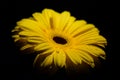 Yellow gerbera flower. Stock Photo Royalty Free Stock Photo