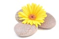 Yellow gerbera flower and stone Royalty Free Stock Photo