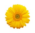 Yellow gerbera flower on a white background Royalty Free Stock Photo
