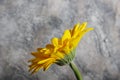 Yellow Gerbera flowers on abstract background view from side