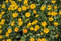 Yellow gerbera flowers