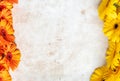 Yellow gerbera flowers on old paper background Royalty Free Stock Photo