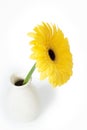 Yellow gerbera fresh flower in light ceramic vase isolated on white background