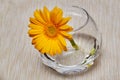 Yellow gerbera in a glass vase with water. The spring time of the year. Royalty Free Stock Photo