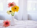 Yellow Gerbera jamesonii daisy flower in vase on table ,Barberton Transvaal daisy copy space for text or lettering flower in ce Royalty Free Stock Photo