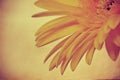 Yellow gerbera Royalty Free Stock Photo