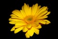 Yellow gerbera