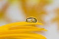 Yellow gerbera petals and on them a small drop of water in which the small flowers of gerbera are reflected. Beautiful yellow Royalty Free Stock Photo