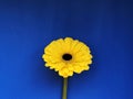 Yellow gerbera postcard. yellow flower on blue background. Copy space. Mock-up Royalty Free Stock Photo