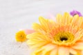 Yellow gerbera spring flowers white wooden background Royalty Free Stock Photo